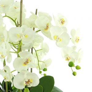 Orchids In Round Fiberstone Planter