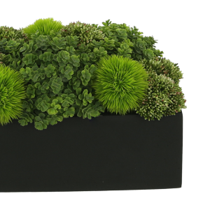 Assorted Sedum Arranged in Rectangular Planter